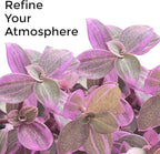 Callisia Rosato Pink Fairy Lady [Winter Thermal Packaging Included] Plant | Vibrant Indoor Plant with Striking Pink Foliage | Ideal for Home Decor and Small Spaces Houseplants Live Indoor House Plant
