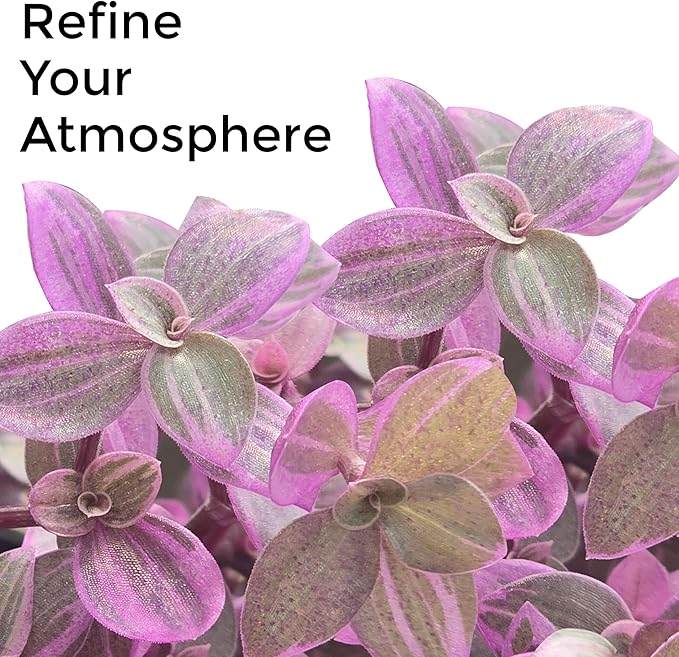 Callisia Rosato Pink Fairy Lady [Winter Thermal Packaging Included] Plant | Vibrant Indoor Plant with Striking Pink Foliage | Ideal for Home Decor and Small Spaces Houseplants Live Indoor House Plant