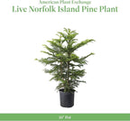 American Plant Exchange Norfolk Island Pine Tree, 10-Inch Pot, Soft Touch, Evergreen Houseplant, Live Indoor & Outdoor Plant, Holiday Tree for Festive Home Decor