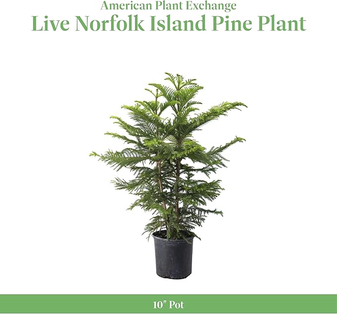 American Plant Exchange Norfolk Island Pine Tree, 10-Inch Pot, Soft Touch, Evergreen Houseplant, Live Indoor & Outdoor Plant, Holiday Tree for Festive Home Decor