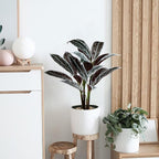 Briful 24.8" Artificial Cordyline Fruticosa Plant Decorative Indoor Tropical Fake Plants in White Pot for Home or Office