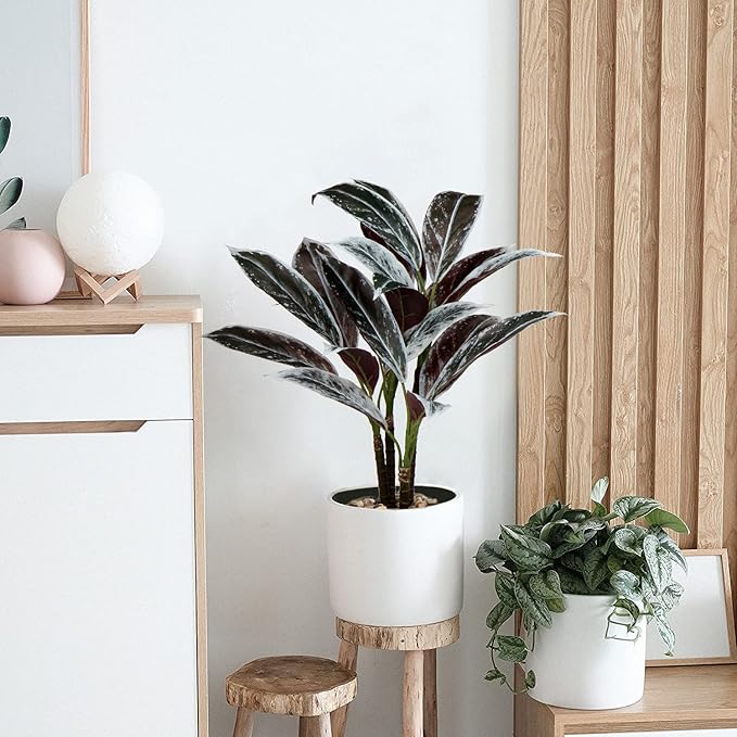 Briful 24.8" Artificial Cordyline Fruticosa Plant Decorative Indoor Tropical Fake Plants in White Pot for Home or Office