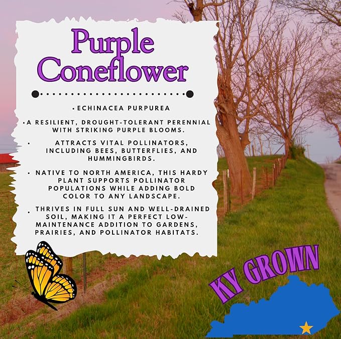 Pollinator Garden Live Plant Collection – 8 Perennial Live Plants | Butterfly Weed, Swamp Milkweed, Purple Coneflower & Black-Eyed Susan | Attract Monarchs, Bees & Hummingbirds | Native Perrenials