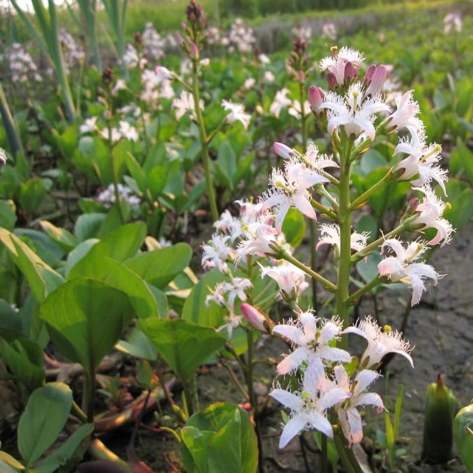 Bog Bean, a Great Live Pond Plant for Your Water Garden. Filters The koi and Goldfish Pond. Good for Bogs, Plant Shelf or Shallow Water This marginal Aquatic is a Real Beauty
