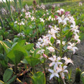 Bog Bean, a Great Live Pond Plant for Your Water Garden. Filters The koi and Goldfish Pond. Good for Bogs, Plant Shelf or Shallow Water This marginal Aquatic is a Real Beauty