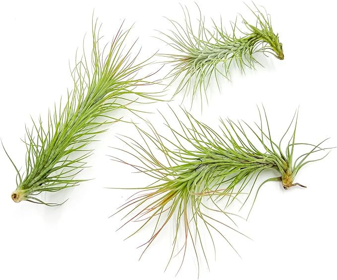 ragnaroc Air Plants - Tillandsia Funckiana, Large 5" - 3ct - Live Arrival Guaranteed - House Plants for Home Decor & Gift