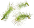 ragnaroc Air Plants - Tillandsia Funckiana, Large 5" - 3ct - Live Arrival Guaranteed - House Plants for Home Decor & Gift