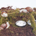 Snail Terrarium Accessory Kit 7PCS, Includes Moisture-Retaining Substrate, Climbing Toy, Cuttlebone Granules, Water and Food Plate, Spray Bottle