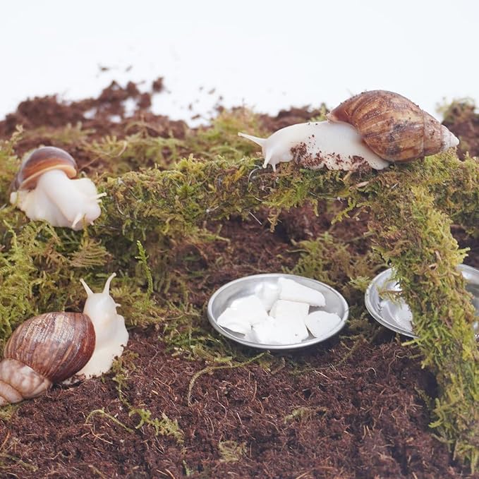 Snail Terrarium Accessory Kit 7PCS, Includes Moisture-Retaining Substrate, Climbing Toy, Cuttlebone Granules, Water and Food Plate, Spray Bottle
