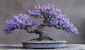 30 Purple Lilac Bonsai Tree Seeds for Planting