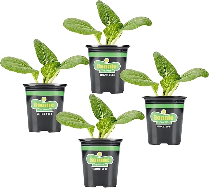 Bonnie Plants Bok Choy, Live Plant, Easy-to-Grow Greens Ideal for Sunny Containers, Raised Beds, and In-Ground Gardens, Mild Asian Greens for Salads, Stir-Fries, and Soups, 19.3 oz., 4-Pack