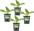 Bonnie Plants Bok Choy, Live Plant, Easy-to-Grow Greens Ideal for Sunny Containers, Raised Beds, and In-Ground Gardens, Mild Asian Greens for Salads, Stir-Fries, and Soups, 19.3 oz., 4-Pack
