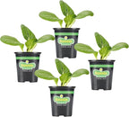 Bonnie Plants Bok Choy, Live Plant, Easy-to-Grow Greens Ideal for Sunny Containers, Raised Beds, and In-Ground Gardens, Mild Asian Greens for Salads, Stir-Fries, and Soups, 19.3 oz., 4-Pack