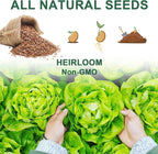Lettuce Seed Pod Kit Included Romaine, Bibb Lettuce, Boston Lettuce, Red&Green Leaf, Grow Anything Seed Starter Pod Kit for Hydroponics Growing System with Plant Food and Accessories (8-Pod)