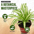 California Tropicals Variegated Spider Plant - Real Live Tropical Houseplant, Perfect for Indoor/Outdoor Home and Office Decoration, Easy Care, Perfect for Pots, Baskets or Patio - 4 Inch
