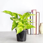 Thorsen's Greenhouse Golden Pothos, Live Indoor Vining Plant, Easy to Grow, Variegated Houseplant, Natural Air Purifier (Nursery Pot, 4-inch Pot)