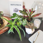 Easy to Grow Houseplants (Pack of 6), Live House Plants in Containers, Growers Choice Plant Set in Planters with Potting Soil Mix, Home Décor Planting Kit or Outdoor Garden Gifts by Plants for Pets