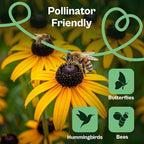 SVI 7500 Black Eyed Susan Seeds (Rudbeckia Hirta) – Black-Eyed Susan Wildflower Seed Packets Bulk, Rudbeckia – Daisy Flower Seeds for Outside & Indoor Flower Garden Containers