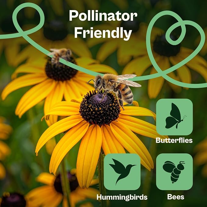 SVI 7500 Black Eyed Susan Seeds (Rudbeckia Hirta) – Black-Eyed Susan Wildflower Seed Packets Bulk, Rudbeckia – Daisy Flower Seeds for Outside & Indoor Flower Garden Containers