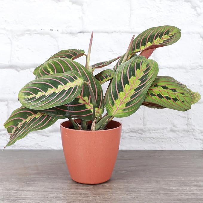 Thorsen's Greenhouse Red Prayer Plant, Live Indoor Plant, Pet Friendly, Popular Houseplant, Red Maranta, Easy to Grow, 4" Diameter Pot (Terra Cotta)