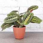 Thorsen's Greenhouse Red Prayer Plant, Live Indoor Plant, Pet Friendly, Popular Houseplant, Red Maranta, Easy to Grow, 4" Diameter Pot (Terra Cotta)
