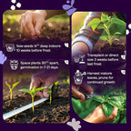 SVI 350 Broadleaf Sage Seeds (Salvia officinalis) - Common Sage, Heirloom Aromatic Herbs - Culinary Herb Seeds for Containers, Home, Kitchen Herb Garden