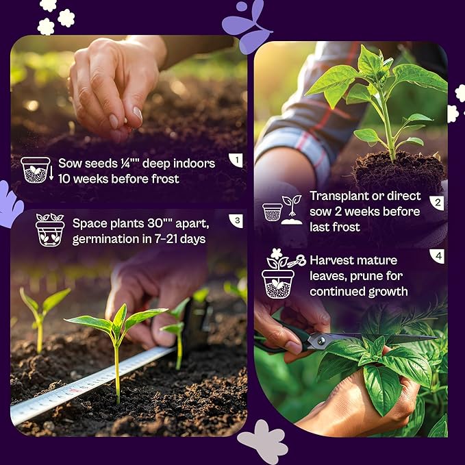 SVI 350 Broadleaf Sage Seeds (Salvia officinalis) - Common Sage, Heirloom Aromatic Herbs - Culinary Herb Seeds for Containers, Home, Kitchen Herb Garden