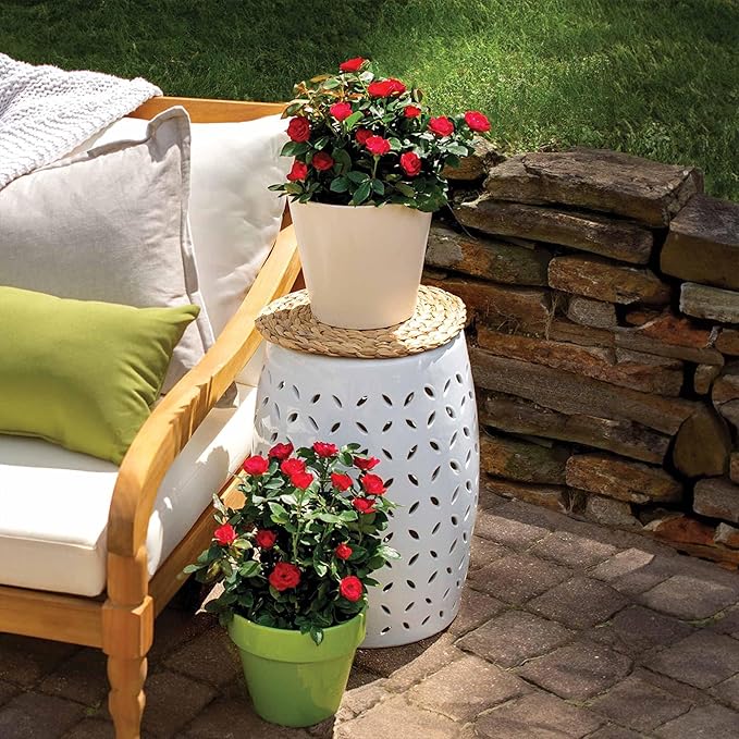 Perfect Plants Petite Knock Out® Rose Bush 1 Gallon. | Fresh Roses | Red Flowering Shrub