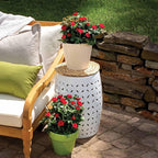 Perfect Plants Petite Knock Out® Rose Bush 1 Gallon. | Fresh Roses | Red Flowering Shrub