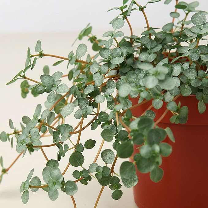 Nettle Silver Sparkle | Solanum Elaeagnifolium | Live Plant for Indoor | Different Houseplants in 4'' & 6'' Pot | Real House Plant for Living Room, Office, Desk & Bathroom