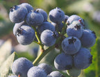 Vaccinium corymbosum 'Bluegold' (HighBush Blueberry) Edible-Shrub, #3 - Size Container
