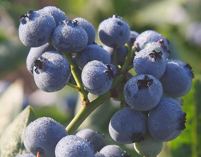 Vaccinium corymbosum 'Bluegold' (HighBush Blueberry) Edible-Shrub, #3 - Size Container