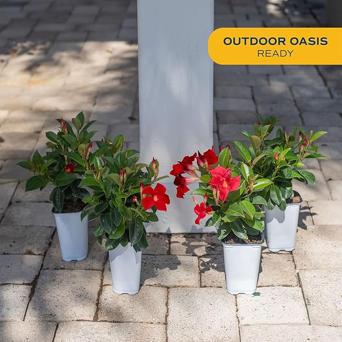 Costa Farms Mandevilla Live Plants | Pack of 4 | 1.5Pt. Houseplants, Flowering Blooms in Plant Pots | Outdoor Decor, Room Decor, Patio, Balcony | Grower's Choice Color