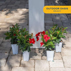 Costa Farms Mandevilla Live Plants | Pack of 4 | 1.5Pt. Houseplants, Flowering Blooms in Plant Pots | Outdoor Decor, Room Decor, Patio, Balcony | Grower's Choice Color