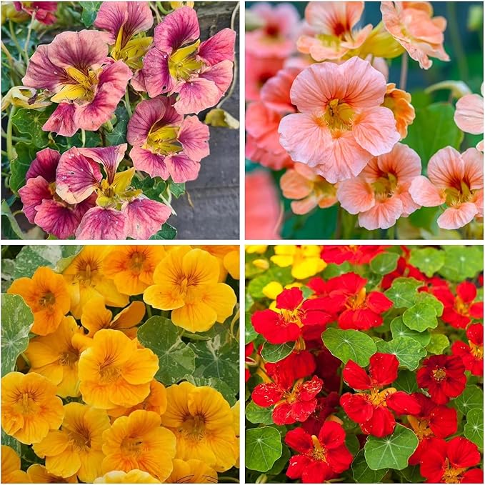 Rare Nasturtium Seeds for Planting - 150+ Mixed Nasturtium Seeds (Tropaeolum majus) Non-GMO, Attracts Pollinators
