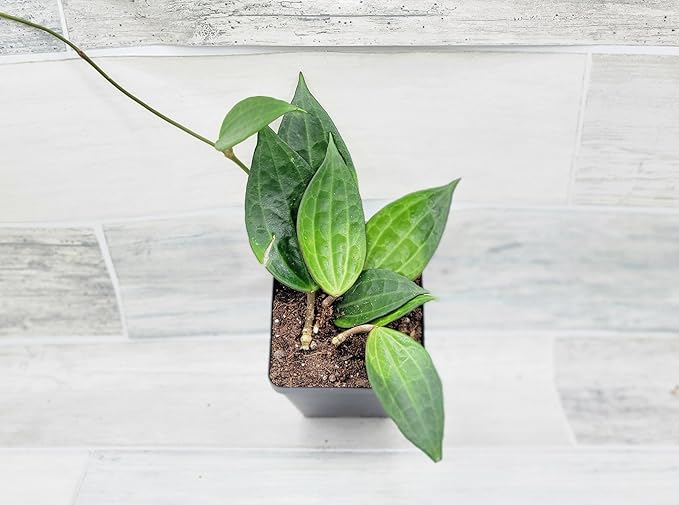 Hoya macrophylla Green Plant in 4 inch Pot Nursery Plant Pot Live Rare Exotic Tropical Indoor House Plants Easy to Grow Housewarming Gift Decoration Gift for Home or Office by 3exoticgreen