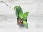 Hoya macrophylla Green Plant in 4 inch Pot Nursery Plant Pot Live Rare Exotic Tropical Indoor House Plants Easy to Grow Housewarming Gift Decoration Gift for Home or Office by 3exoticgreen