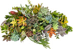Fat Plants San Diego Original 25 Succulent Cuttings
