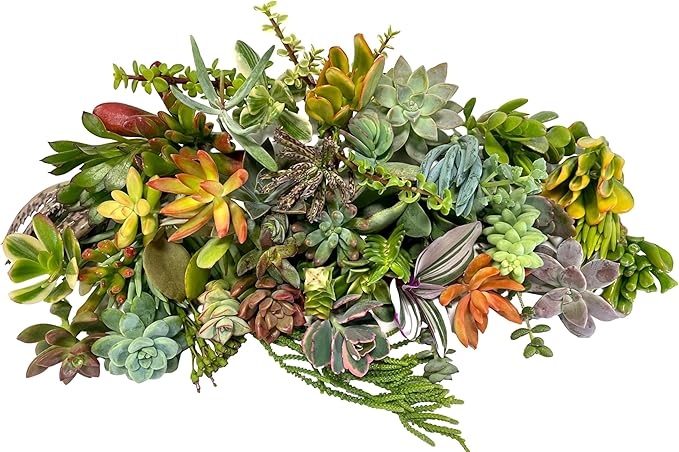 Fat Plants San Diego Original 25 Succulent Cuttings
