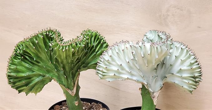 Euphorbia Lactea Cristata aka Coral Cactus in White Live Rare House Plants (All Plants are Fully Rooted Plants!) in 4" Pot by 3exoticgreen