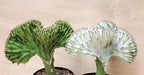 Euphorbia Lactea Cristata aka Coral Cactus in White Live Rare House Plants (All Plants are Fully Rooted Plants!) in 4" Pot by 3exoticgreen