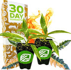 Philodendron 'Ring of Fire' Variegated Live Plant - Philodendron Wendlandii x P. Tortum by Wellspring Gardens - Rare Indoor Houseplants Ridge, Color-Splashed Leaves - Starter Plant