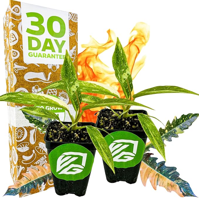 Philodendron 'Ring of Fire' Variegated Live Plant - Philodendron Wendlandii x P. Tortum by Wellspring Gardens - Rare Indoor Houseplants Ridge, Color-Splashed Leaves - Starter Plant