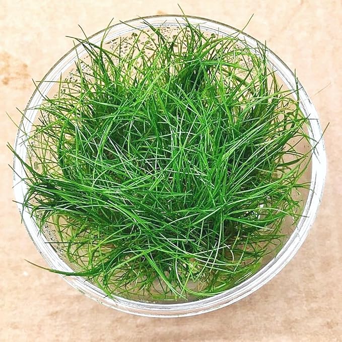 Dwarf Hairgrass Eleocharis Sp 1 Mini Tissue Culture Cup Freshwater Live Aquarium Plants Decoration BUY2GET1FREE