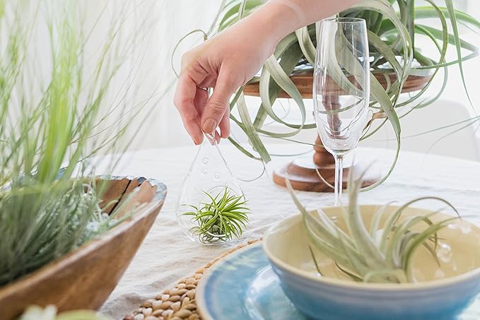 5 Pack Air Plants Velutina - Live Tillandsia Succulent House Plants - Available in Wholesale and Bulk - Home and Garden Decor - Easy Care Indoor and Outdoor Plants