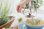 5 Pack Air Plants Red Abdita Tillandsia - Medium Air Plants Live Variety Pack - Live Succulent House Plant - Home Holders and Garden Decor - Easy Care Indoor and Outdoor Plant