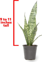 Live Snake Plant, Sansevieria Zeylanica, Indoor House Plant in Pot, Mother in Law Tongue Sansevieria Plant Live, Potted Succulent Plant, Fully Rooted Houseplant in Potting Soil by Plants for Pets