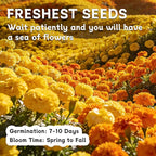 LUOJIBIE French Marigold Seeds for Planting Outdoors, Giant Marigold Flowers Seeds Bulk for 2026, Over 4,000+ Seeds Prolific Blooms, Ideal for Vibrant Pollinator Gardens