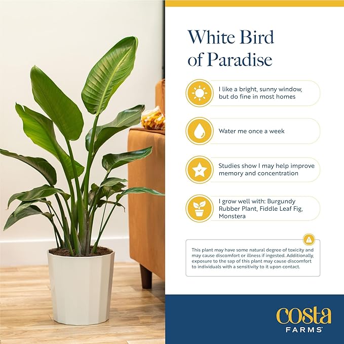 Costa Farms White Bird of Paradise, Strelitzia nicolai, Extra Large Live Indoor Plant in Planter Pot, Air-Purifying Tropical Houseplant, Housewarming Gift, Living Room, and Home Decor, 4-5 Feet Tall