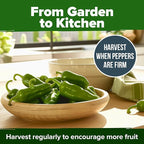 HOME GROWN Jalapeno Pepper Seeds 129+ Heirloom Non-GMO Seeds for Planting, High Germination, Mild to Medium Heat Hot Peppers, Prolific Garden Crop, Perfect for Salsa & Pickling (Capsicum annuum)